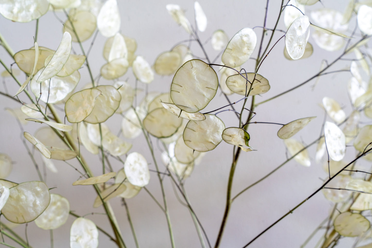 Close-up of Lunaria seed pod membranes