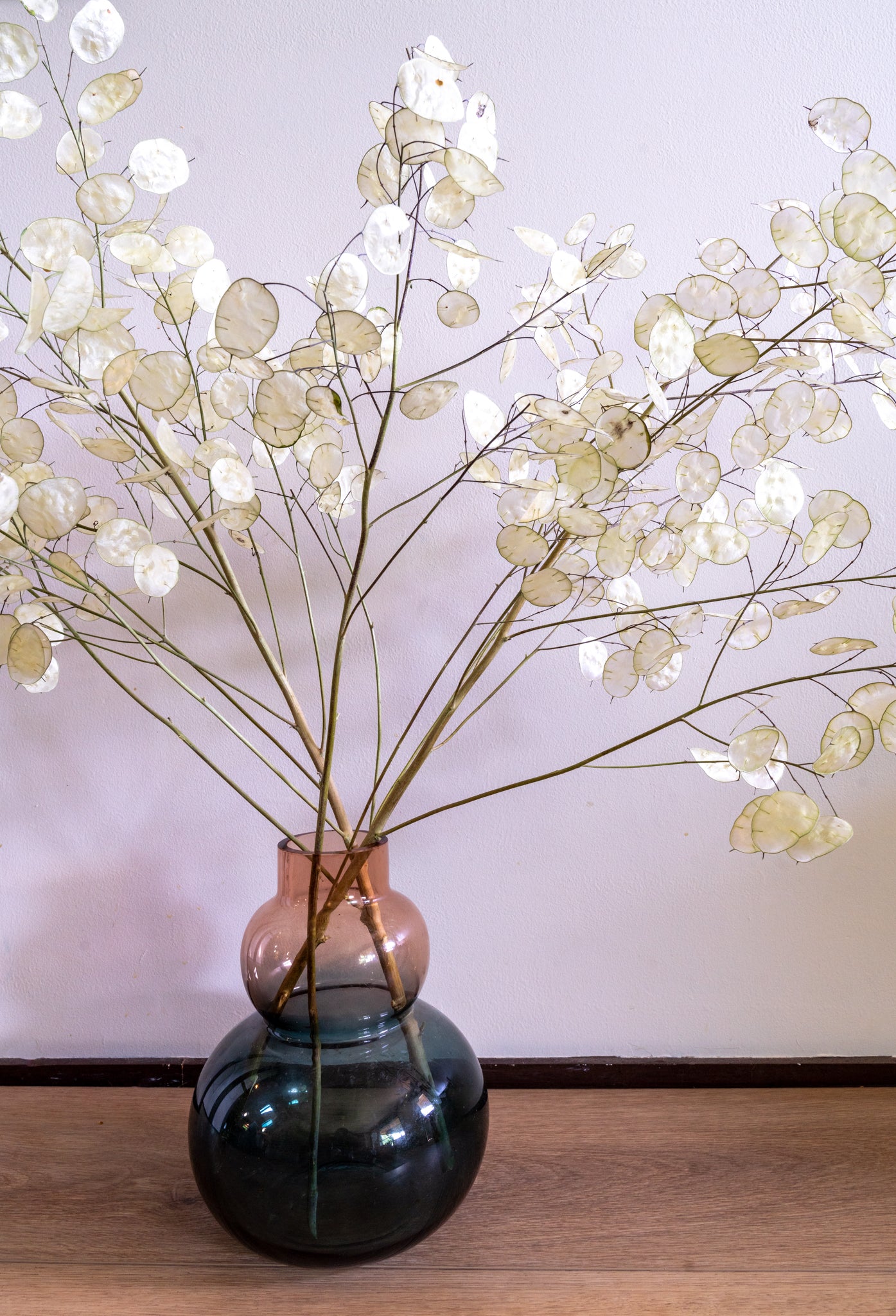 Vase display of multiple Honesty branches with iridescent seed pod membranes