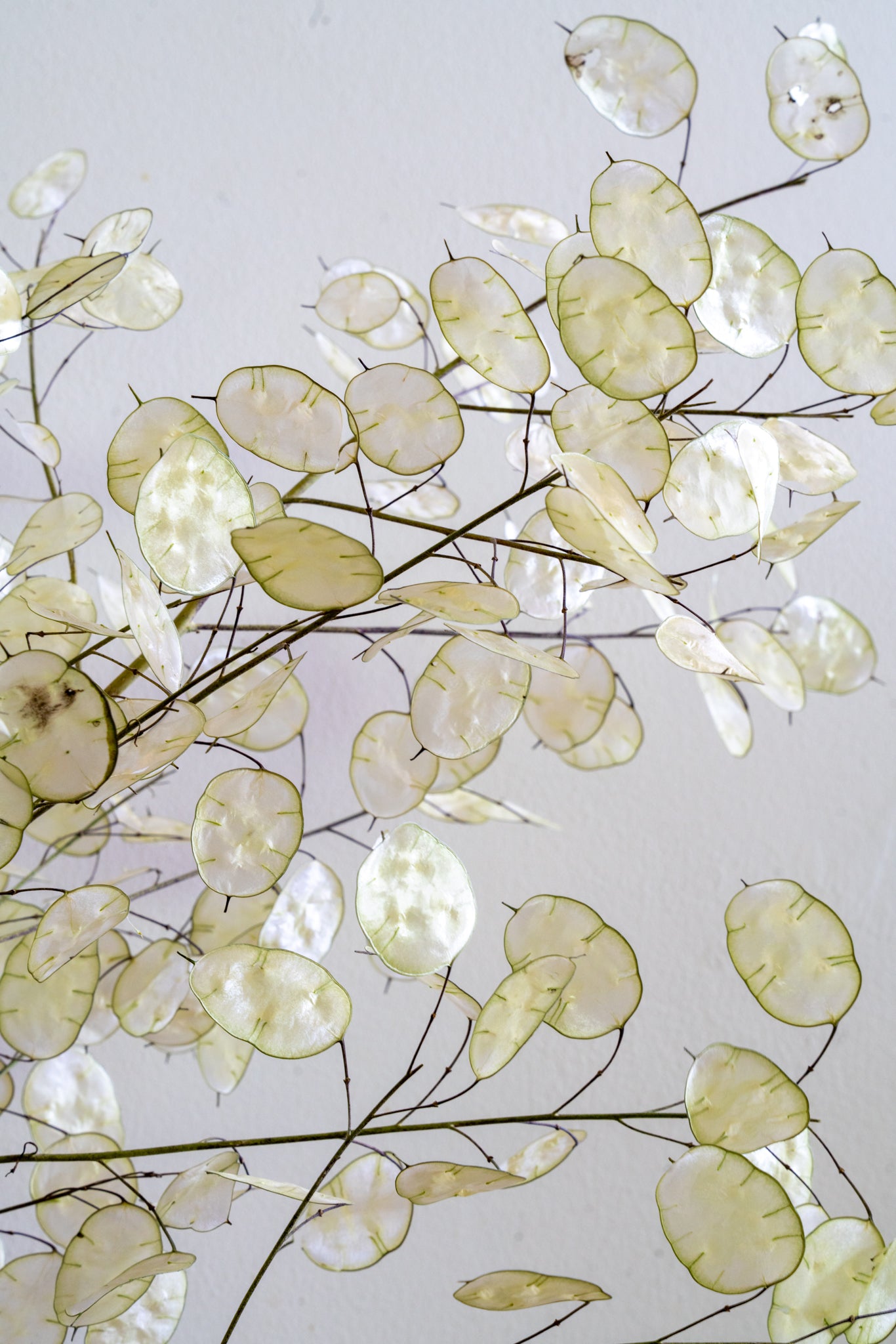 Close-up of Honesty seed membranes