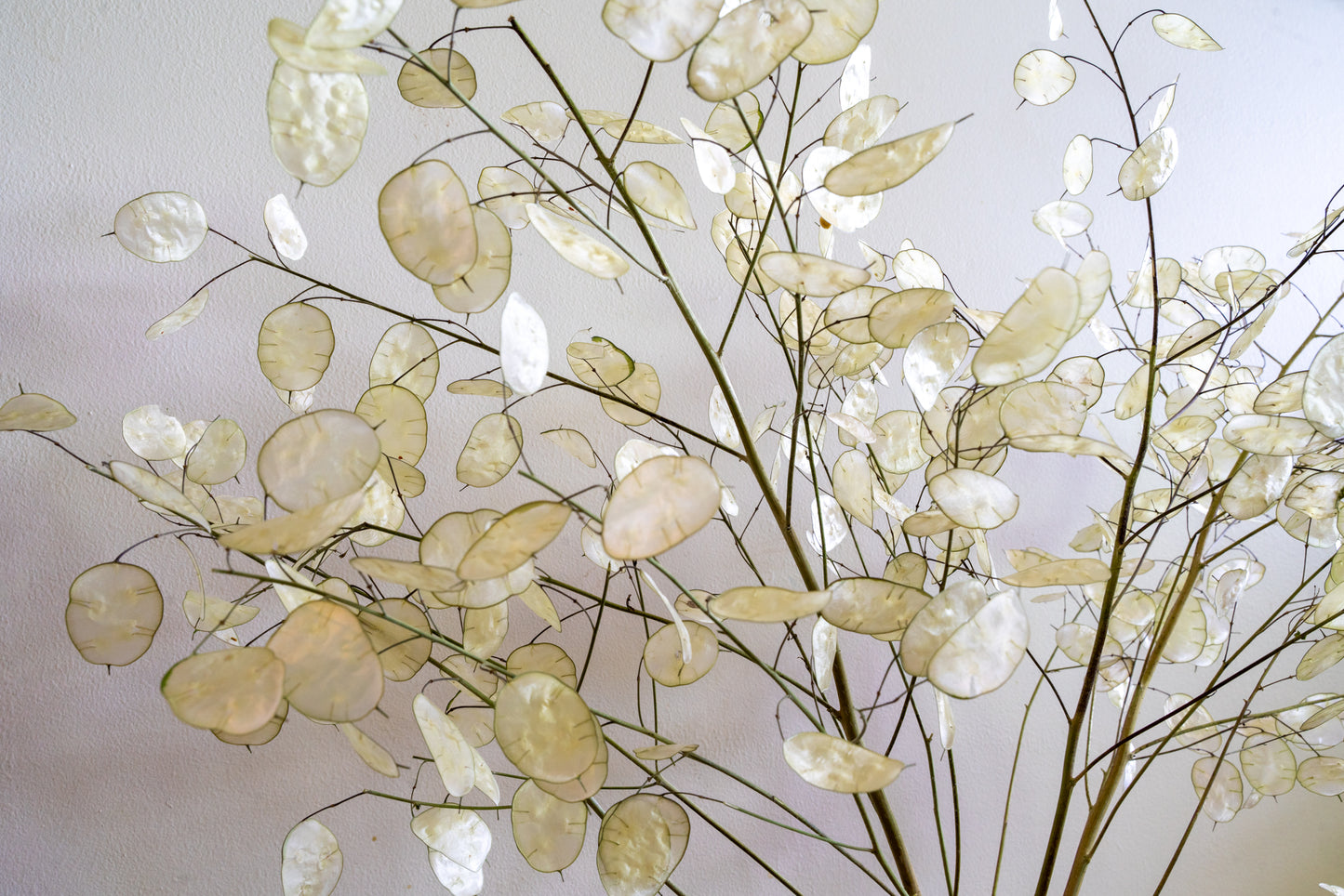 Decorative plant with round leaves against a light background
