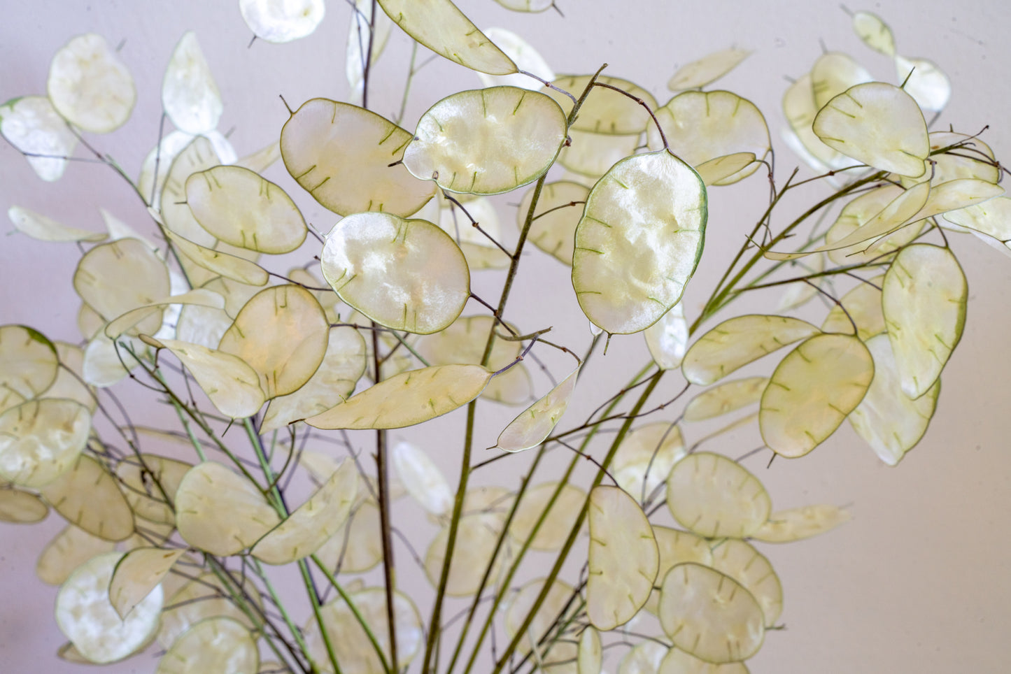 Neutral colored pearlescent seed pod membranes of the Money plant