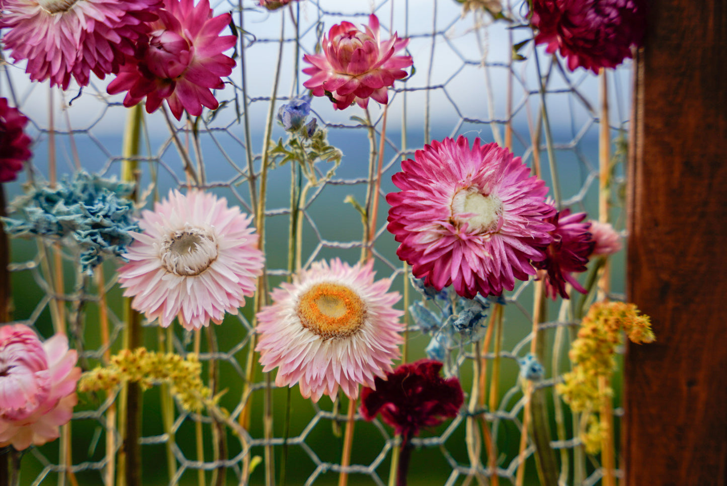 Everlasting Flower Panel-Petit Pink