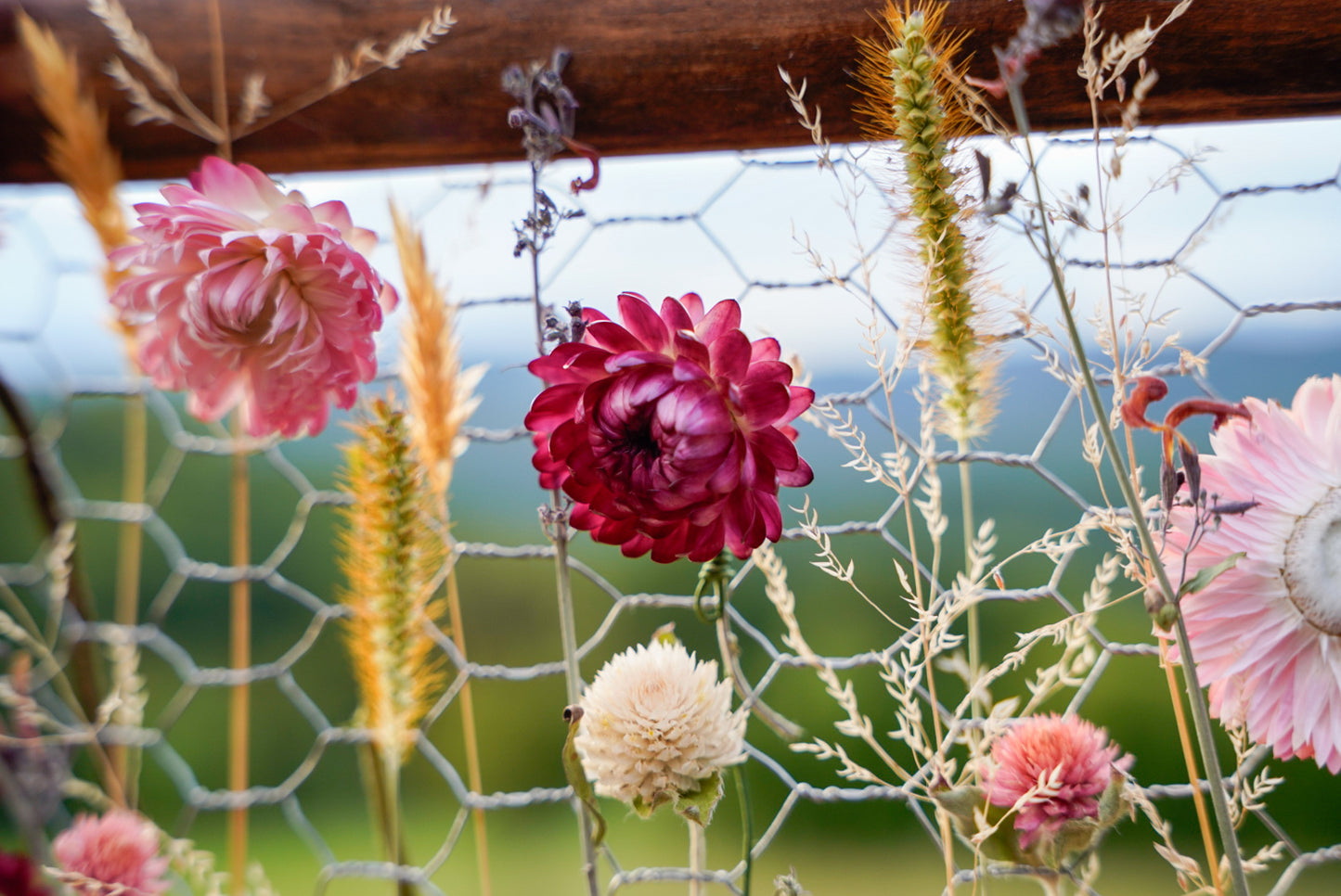 Everlasting Flower Panel-Petit Pink