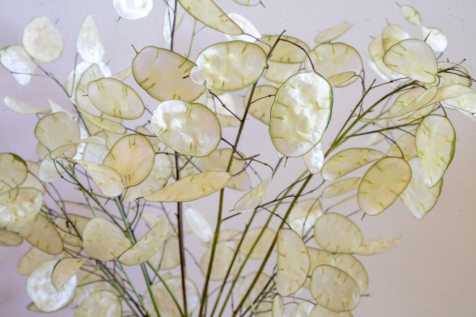 Neutral colored pearlescent seed pod membranes of the Money plant